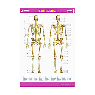 Gürbüz 31013 İskelet Sistemi Haritası - GÜRBÜZ (1)