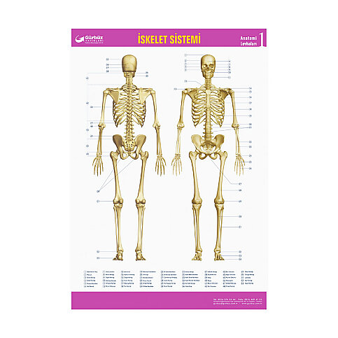 GÜRBÜZ 31013 İSKELET SİSTEMİ HARİTASI - 2